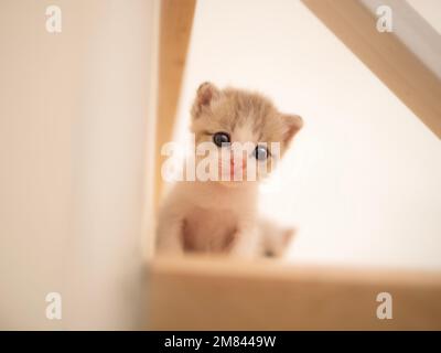 A serious kitten looks down from the stairs with curiosity. Stock Photo