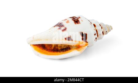 White with Brown Spots Volute Seashell Isolated on White Background with Shadow. Macro Photo Stock Photo