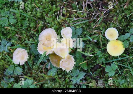 Hygrocybe ceracea, known as butter waxcap or wax cap, wild mushroom from Finland Stock Photo