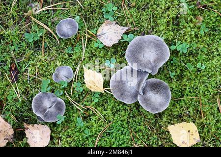 Tricholoma terreum, also called Tricholoma myomyces, commonly known as the grey knight or dirty tricholoma, wild mushroom from Finland Stock Photo