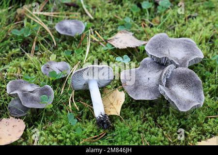 Tricholoma terreum, also called Tricholoma myomyces, commonly known as the grey knight or dirty tricholoma, wild mushroom from Finland Stock Photo