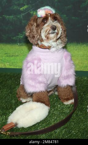 11 January 2023 -Pacific Palisades, California - Atmosphere. the LA Premiere of Dog Gone held at The Bay Theater in Pacific Palisades. (Credit Image: © Fs/AdMedia via ZUMA Press Wire) EDITORIAL USAGE ONLY! Not for Commercial USAGE! Stock Photo