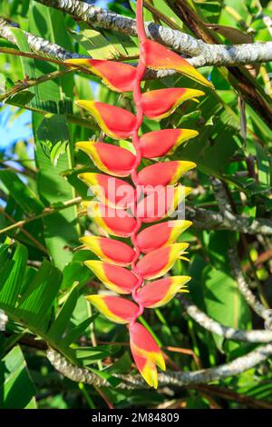 The large flower of a  lobster claw heliconia (Heliconia rostrata), a plant native to tropical South and Central America Stock Photo