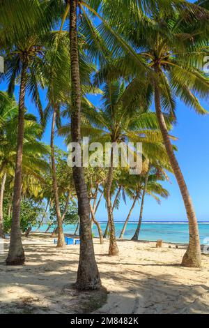 A grove of palm trees on a tropical beach. Rarotonga, Cook Islands Stock Photo