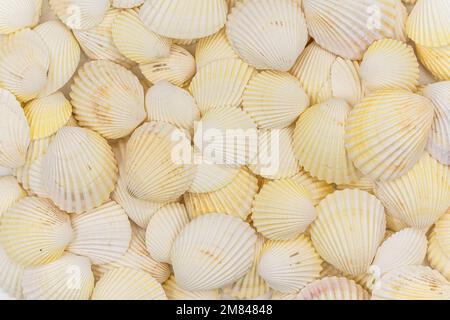 set of clam mollusc shells isolated on white background. High quality photo Stock Photo
