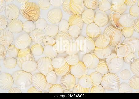 set of clam mollusc shells isolated on white background. High quality photo Stock Photo