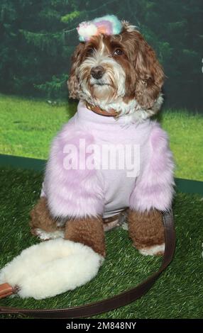 11 January 2023 -Pacific Palisades, California - Atmosphere. the LA Premiere of Dog Gone held at The Bay Theater in Pacific Palisades. (Credit Image: © Fs/AdMedia via ZUMA Press Wire) EDITORIAL USAGE ONLY! Not for Commercial USAGE! Stock Photo