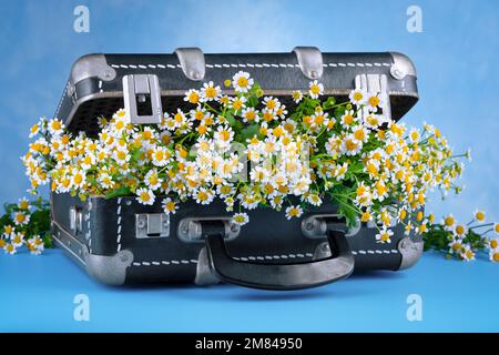 Open black vintage suitcase with flowers on a blue background. Stock Photo