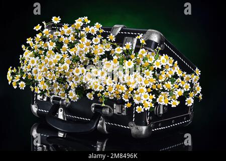 Open black vintage suitcase with flowers on a dark background. Stock Photo
