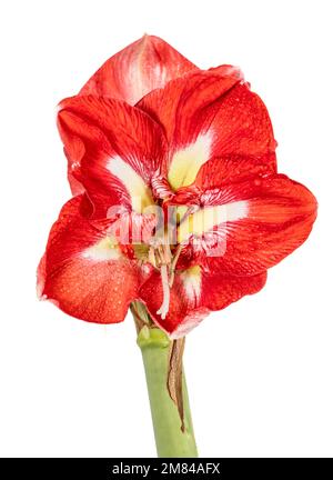 'Design' Hippeastrum, Amaryllis (Hippeastrum x hortorum) Stock Photo