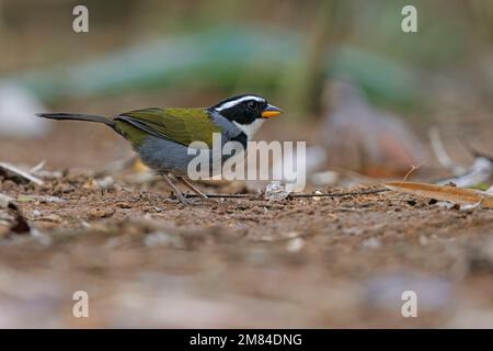 Half-collared Sparrow, Sitio Macuquinho, Salesopolis, SP, Brazil, August 2022 Stock Photo