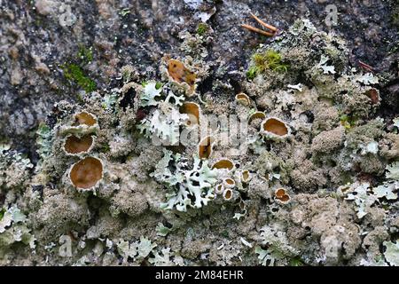 Xanthoparmelia conspersa, commonly known as the peppered rock-shield, a lichen growing on rock surface in Finland Stock Photo