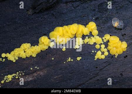 Bisporella citrina, commonly known as yellow fairy cups or lemon discos, wild fungus from Finland Stock Photo