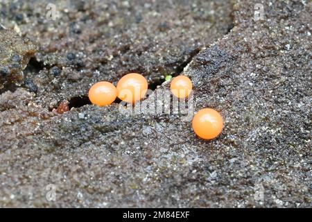 Trichia decipiens, a slime mold from Finland,  no common English name Stock Photo