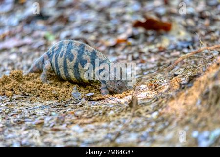 Furcifer nicosiai is a large endemic species of chameleon, a lizard in the family Chamaeleonidae, Female digs a hole in which she will lay her eggs. T Stock Photo