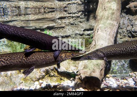 three large pike in clear water. underwater photo Stock Photo