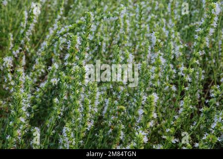 Dracocephalum grown in a rustic farm garden. White flowers in farming and harvesting. Alpine grassland. Stock Photo