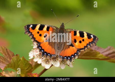 Schmetterling Kleiner Fuchs-Aglais urticae Stock Photo