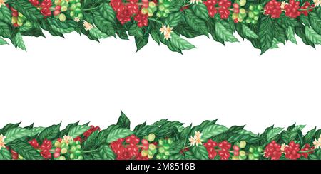 Seamless Border coffee plant arabica beans and flowers on branch ...