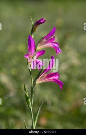 Gladiolus italicus flower Stock Photo