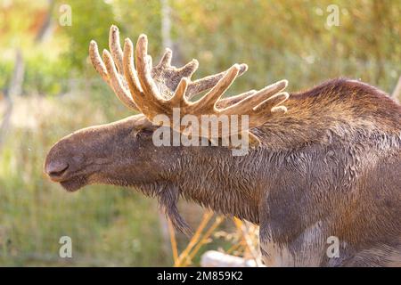 Moose bull grazing (Alces alces) head portrait. photographed at The Parc animalier de Sainte-Croix is a French Zoo specialised in European fauna, loca Stock Photo