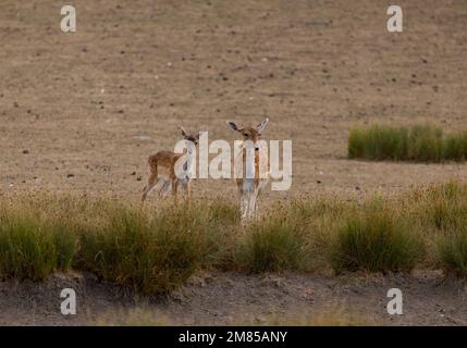 European fallow deer (Dama dama), also known as the common fallow deer or simply fallow deer, is a species of ruminant mammal belonging to the family Stock Photo