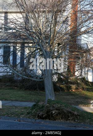 Tree falls on house during Christmas Eve wind cold wind storm in Babylon Village Long Island New York. Stock Photo