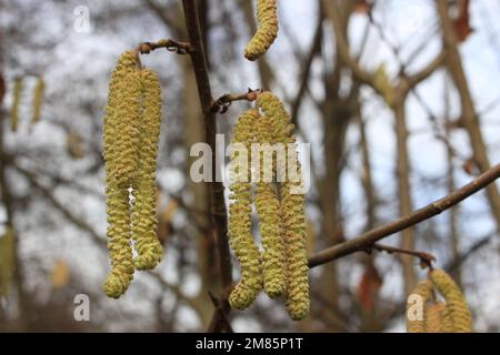 Macro shot of small, pink and magenta colored buds and flowers at the tops of the branches next to the yellow cats of the hazelnut tree in bright sunl Stock Photo