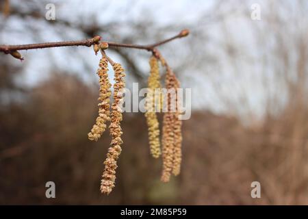 Macro shot of small, pink and magenta colored buds and flowers at the tops of the branches next to the yellow cats of the hazelnut tree in bright sunl Stock Photo