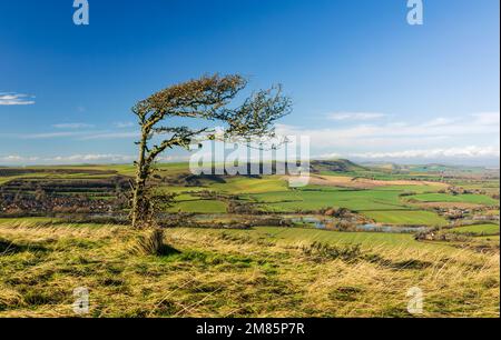 Lone stunted windswept tree and magnificent views on top of Windover Hill Wilmington south downs east Sussex south east England Stock Photo