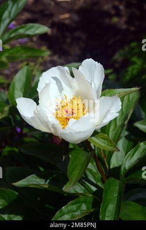 Single White/Yellow Paeonia Lactiflora (White Wings) 'Chinese Peony' Flower on Display at RHS Garden Bridgewater, Worsley, Greater Manchester, UK. Stock Photo