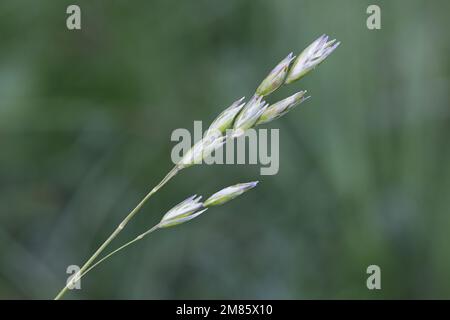 Danthonia decumbens, also called Sieglingia decumbens, commonly known as heath grass or staggers grass, wild plant from Finland Stock Photo