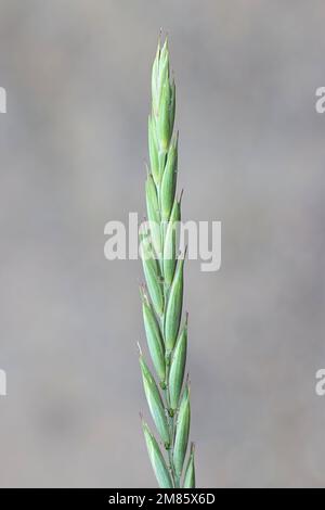 Couch grass, Elymus repens, also known as common couch, quick grass, dog grass or witchgrass, wild invasive weed from Finland Stock Photo