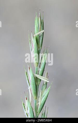 Couch grass, Elymus repens, also known as common couch, quick grass, dog grass or witchgrass, wild invasive weed from Finland Stock Photo