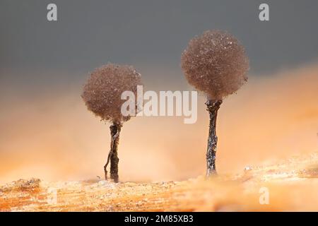 Lamproderma arcyrionema, also known as Collaria arcyrionema, slime mold from Finland, microscope image of sporangia Stock Photo