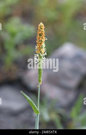 Alopecurus aequalis, commonly known as shortawn foxtail or orange foxtail, wild tussock grass from Finland Stock Photo