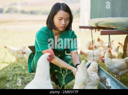 Chicken farm, vet and poultry farming with an asian woman feeding animals outdoor for health or a healthcare check. Nurse, animal doctor or veterinary Stock Photo