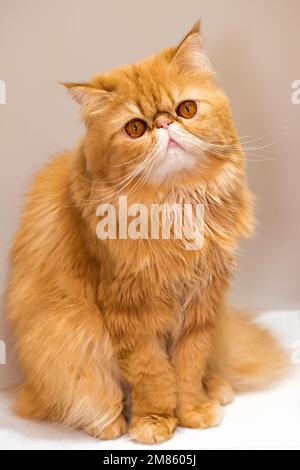 Red fluffy charming Persian breed cat on white background Stock Photo