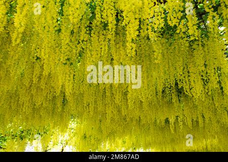 Spring flowers of laburnum anagyroides, also known as golden rain, or golden train tree in Bodnant garden Wales UK May Stock Photo