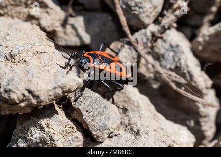 Closeup photo of a firebug (Pyrrhocoris apterus) on a rock. Stock Photo