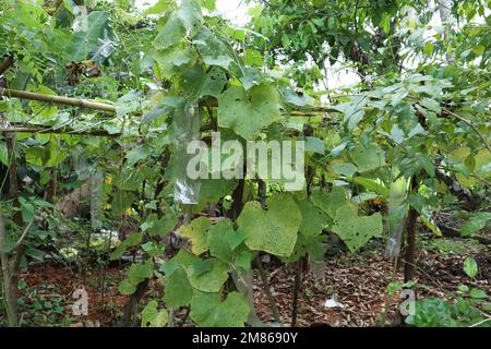 A Ridged Gourd vine (Luffa Acutangula) growing on support structure with leaves and fruits in the home garden. The vine has a polythene cover attached Stock Photo