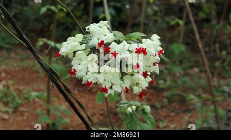 Close up of a Bleeding Heart Vine (Clerodendrum Thomsoniae) flower cluster in the garden Stock Photo