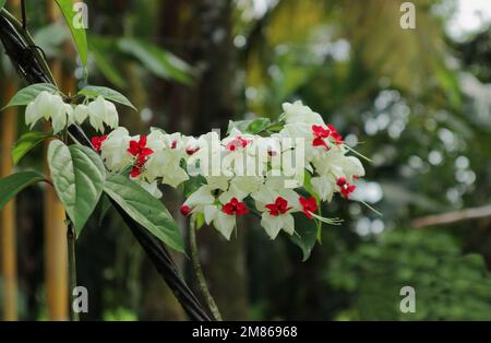 Beautiful view of a Bleeding Heart Vine flower cluster bloomed in the home garden Stock Photo