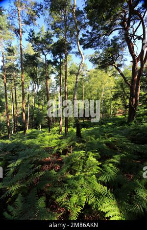 View over Sandy Heath nature reserve, Sandy town, Bedfordshire, England Stock Photo
