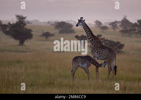 Mother giraffe with her newborn baby, the little one suckles on the mother's udder, nice mood - Kenya, Masai Mara, Olare Motorogi Conservancy Stock Photo