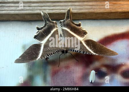 tropical swallowtail moth, Laos brown butterfly, Lyssa zampa, Tanjung Puting National Park, Kalimantan, Borneo island, Indonesia, Asia Stock Photo