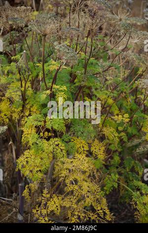 Seedhead and early winter foliage of Selinum wallichianum, also known as Wallich milk parsley in UK garden December Stock Photo
