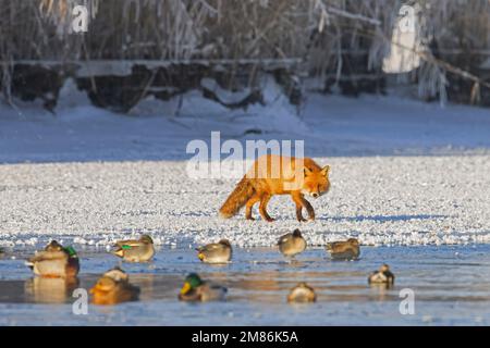 Solitary red fox (Vulpes vulpes) hunting / foraging along ducks swimming in hole in the ice of frozen lake in winter Stock Photo