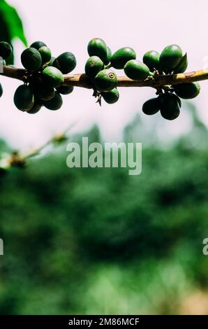 Coffee plantation in Minas Gerais, Brazil. Stock Photo