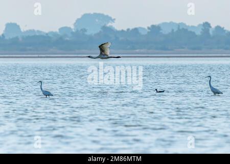A Spoon billed with two great Egret Stock Photo